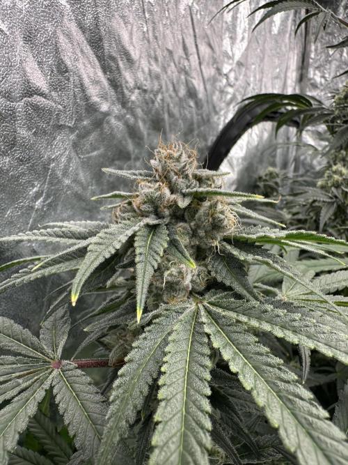 B-45 and biscotti mintz. Week 7 - 16.01 