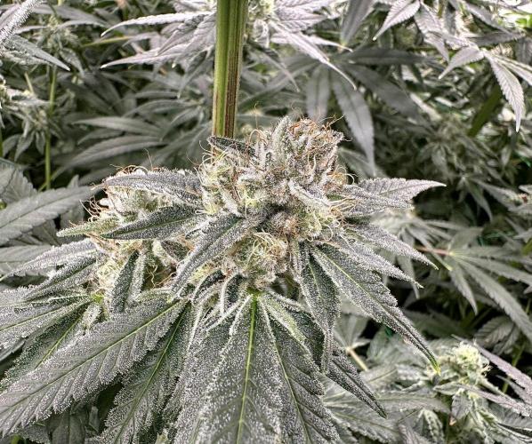 B-45 and biscotti mintz. Week 7