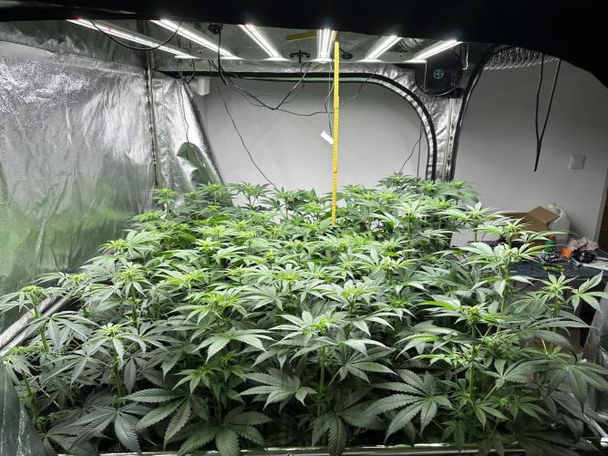 New Barney’s Strains. Week 7 - 16.01