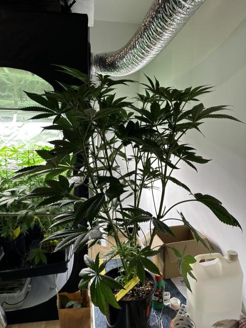 New Barney’s Strains. Week 7 - 16.01 rs11xbanana og