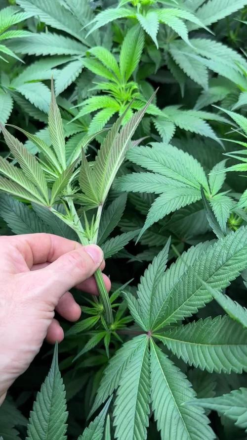 New Barney’s Strains