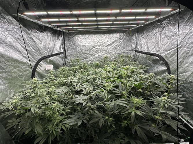 New Barney’s Strains. Week 7 - 19.01