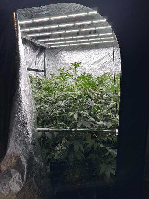 New Barney’s Strains. Week 7 - 19.01