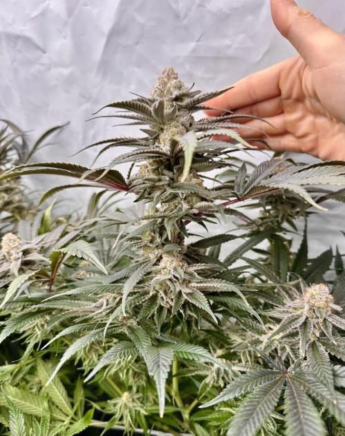 Wulff Pack s1. Week 7 - 19.01