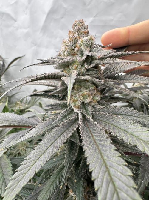 Wulff Pack s1. Week 7 - 19.01