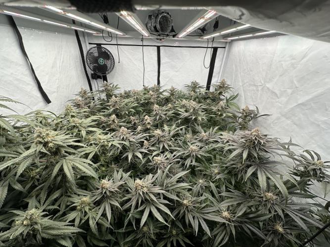 Wulff Pack s1. Week 7 - 19.01