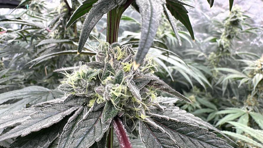 B-45 and biscotti mintz. Week 7 - 19.01