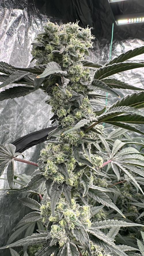 B-45 and biscotti mintz. Week 7 - 19.01