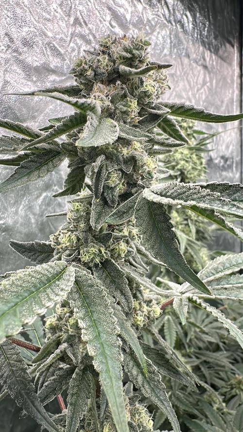 B-45 and biscotti mintz. Week 7 - 19.01