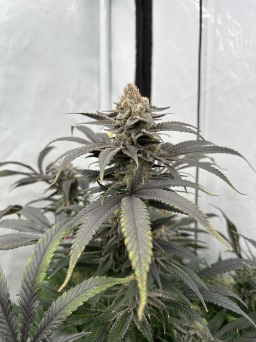 Wulff Pack s1. Week 8 - 21.01 day 50