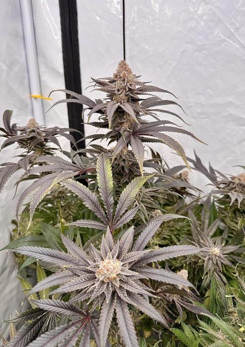 Wulff Pack s1. Week 8 - 21.01