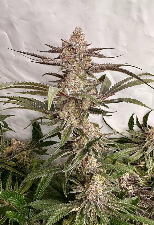 Wulff Pack s1. Week 8 - 21.01 