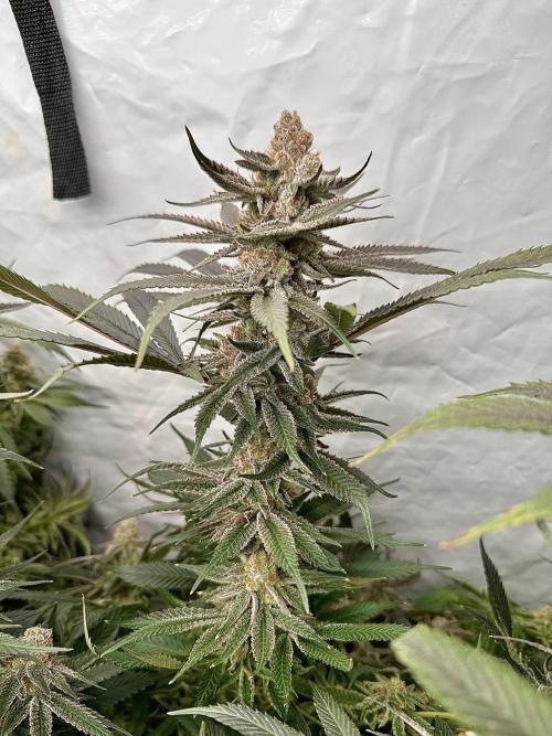 Wulff Pack s1. Week 8