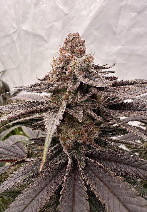 Wulff Pack s1. Week 8