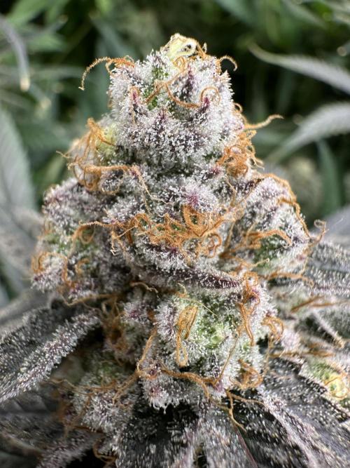 Wulff Pack s1. Week 8