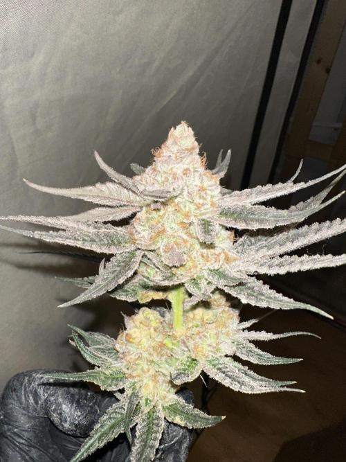 Wulff Pack s1. Week 8