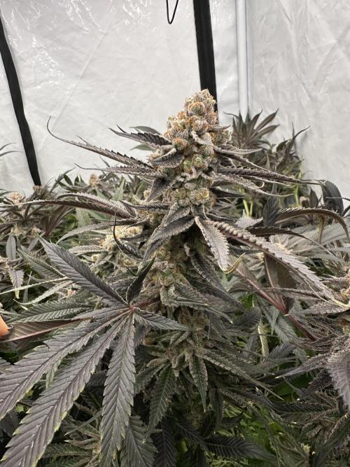 Wulff Pack s1. Week 8