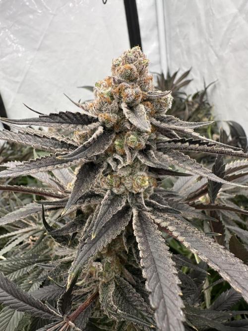 Wulff Pack s1. Week 8 - 25.01