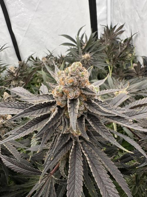 Wulff Pack s1. Week 8