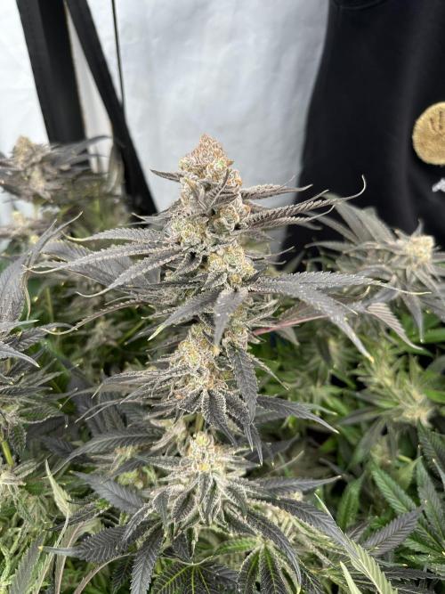 Wulff Pack s1. Week 8