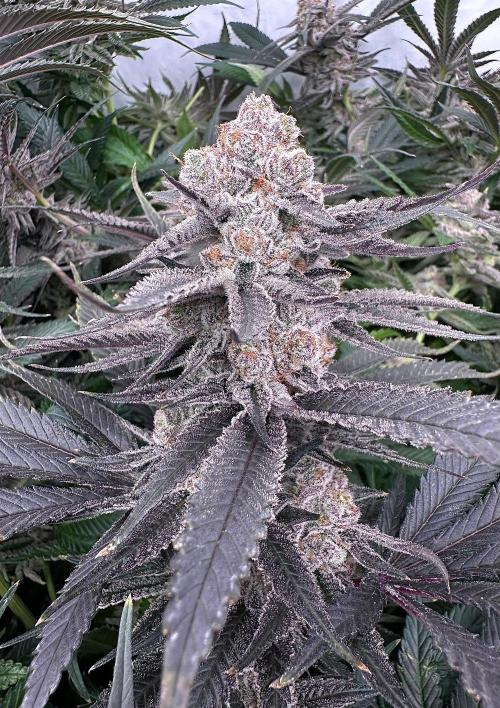 Wulff Pack s1. Week 8 - 26.01