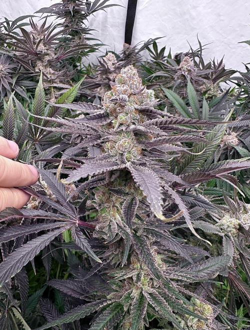 Wulff Pack s1. Week 8 - 26.01