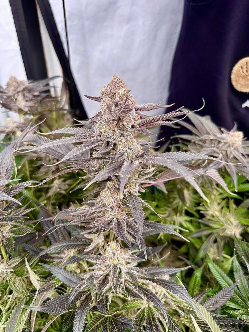 Wulff Pack s1. Week 8 - 26.01