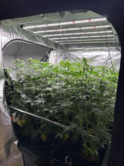 New Barney’s Strains. Week 8 - 22.01