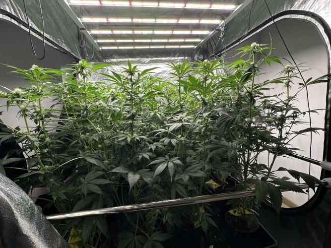 New Barney’s Strains. Week 8 - 22.01