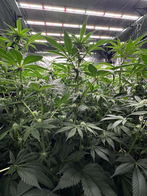 New Barney’s Strains. Week 8