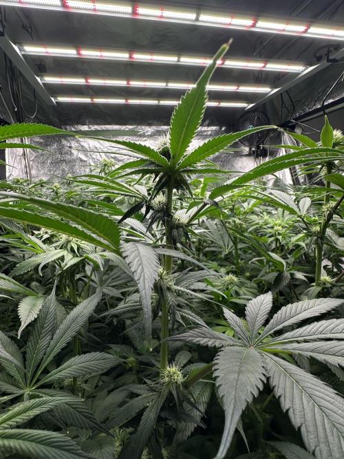 New Barney’s Strains. Week 8