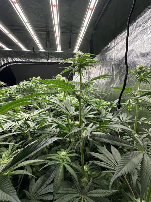 New Barney’s Strains. Week 8