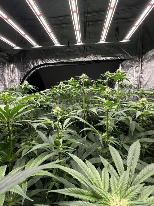 New Barney’s Strains. Week 8