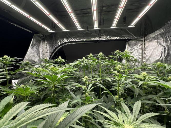 New Barney’s Strains. Week 8