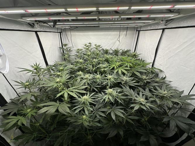 New Barney’s Strains. Week 8