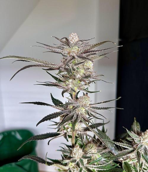 Some clones. Week 8 - Wulf pack 