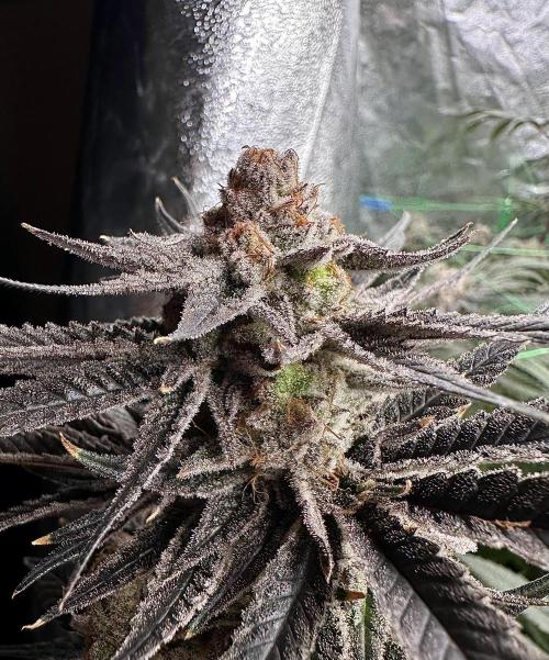 Some clones. Week 8 - Wulf pack