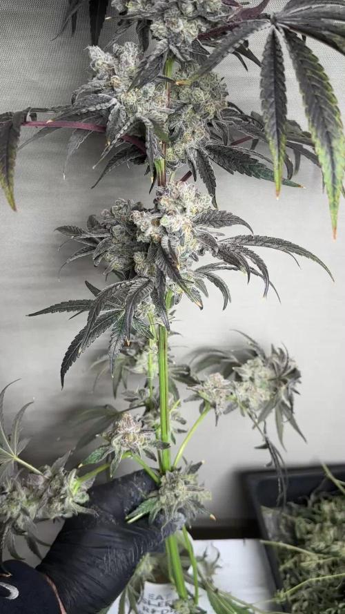 B-45 and biscotti mintz