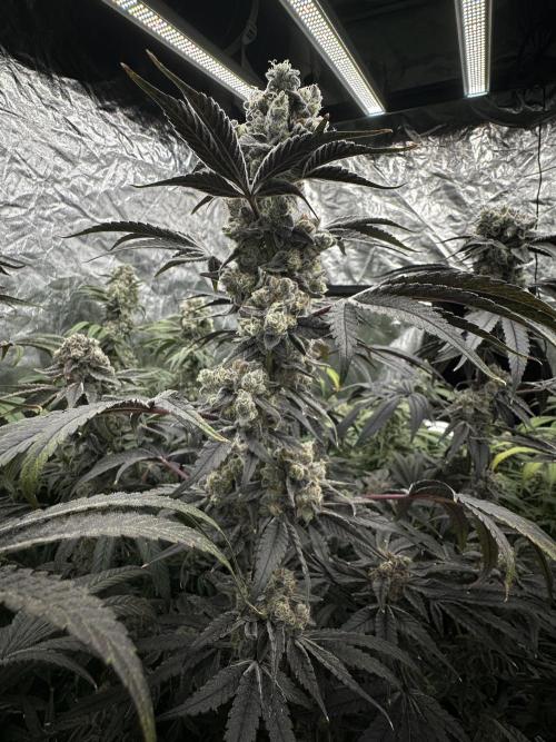 B-45 and biscotti mintz. Week 9