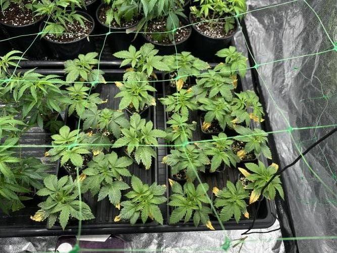 New Barney’s Strains. Week 2 - 11.12