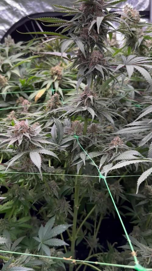 Dankberry - Anesia Seeds