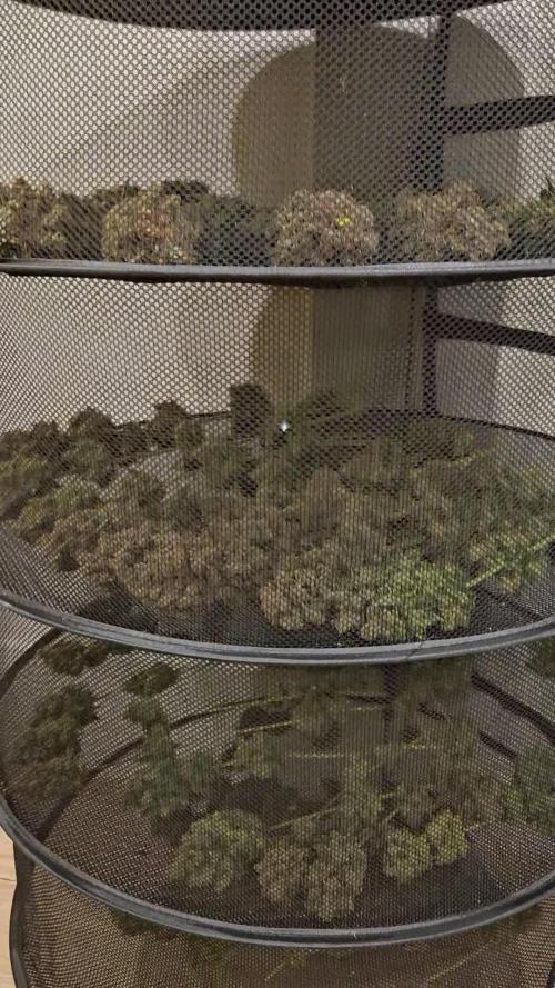 Screwdriver OG