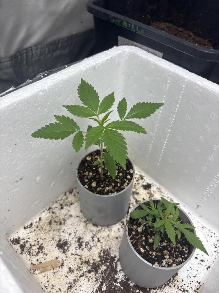 Tropicana poison 2 plants. Week 4 - 4th week. Right one almost passed 😂 cats problems.