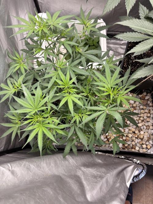 Tropicana poison 2 plants. Week 8