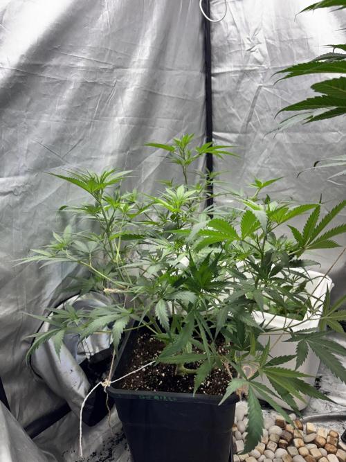 Tropicana poison 2 plants. Week 8