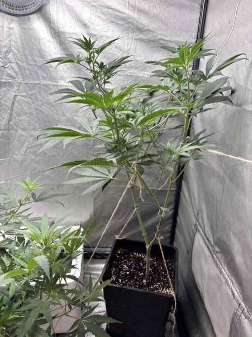 Tropicana poison 2 plants. Week 8