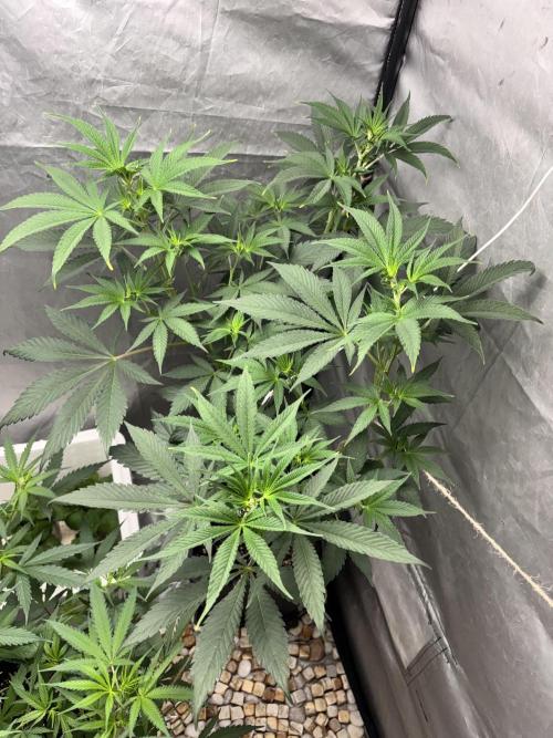 Tropicana poison 2 plants. Week 8