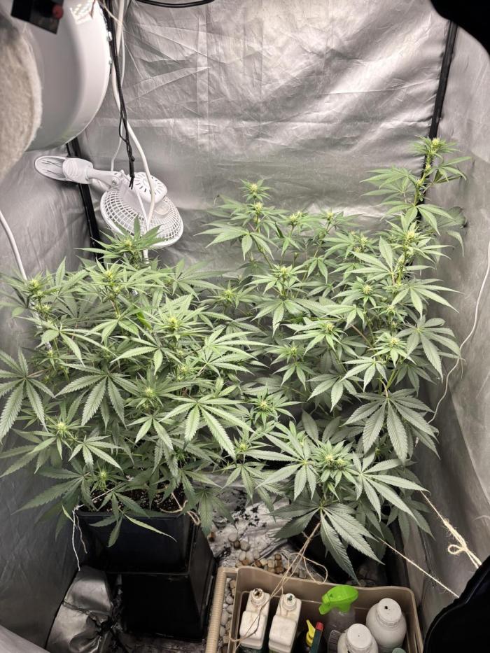 Tropicana poison 2 plants. Week 10
