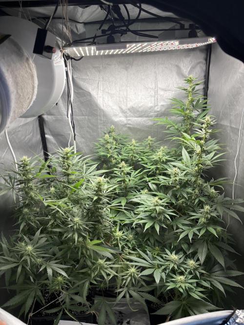 Tropicana poison 2 plants. Week 12 - Fin de semana 4 de floración