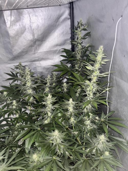 Tropicana poison 2 plants. Week 15